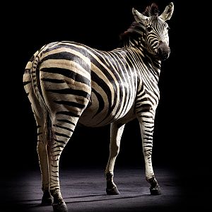 Burchell's Plain Zebra Full Mount Taxidermy