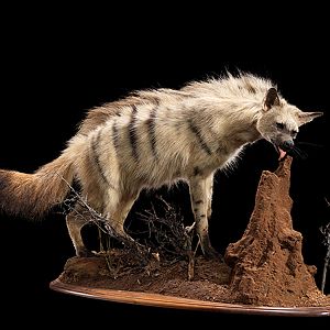 Aardwolf Full Mount Taxidermy