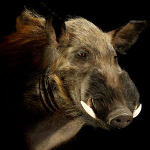 Bushpig Shoulder Mount Taxidermy