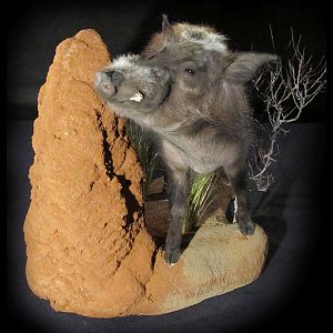 Bushpig Full Mount Taxidermy