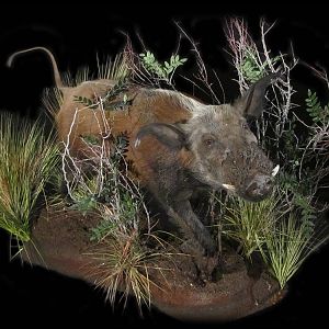 Bushpig Full Mount Taxidermy