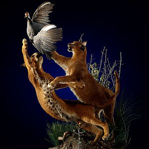 Caracal catching bird Full Mount Taxidermy