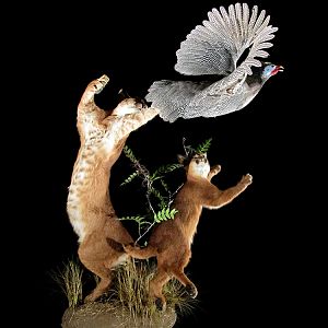 Caracal catching bird Full Mount Taxidermy