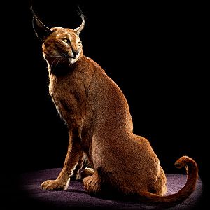 Caracal Full Mount Taxidermy