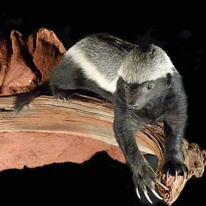 Honey Badger Full Mount Taxidermy