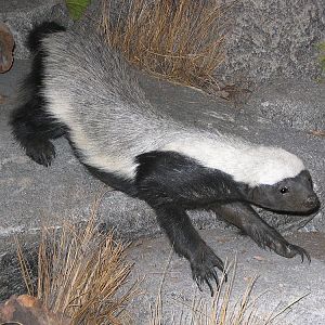 Honey Badger Full Mount Taxidermy