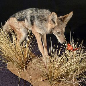 Jackal Full Mount Taxidermy