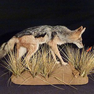 Jackal Full Mount Taxidermy