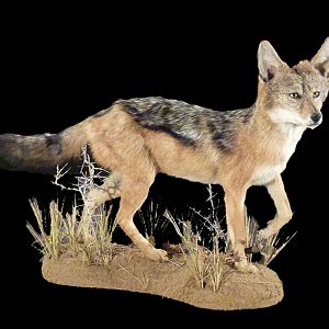 Jackal Full Mount Taxidermy