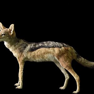 Jackal Full Mount Taxidermy