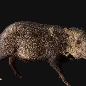 Javelina Pig Full Mount Taxidermy