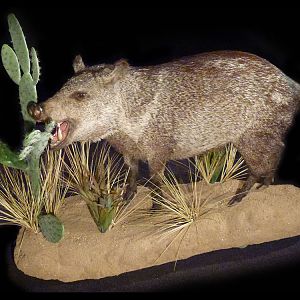 Javelina Pig Full Mount Taxidermy