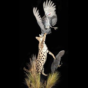 Serval Cat catching bird Full Mount Taxidermy