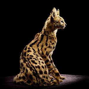 Serval Cat Full Mount Taxidermy