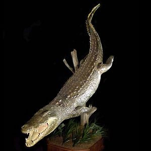 Alligator Full Mount Taxidermy