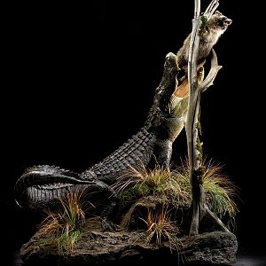 Alligator Full Mount Taxidermy