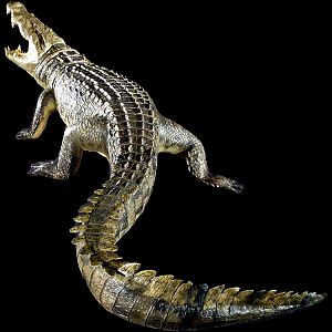 Alligator Full Mount Taxidermy