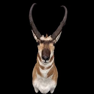 Pronghorn Shoulder Mount Taxidermy