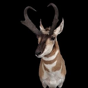 Pronghorn Shoulder Mount Taxidermy