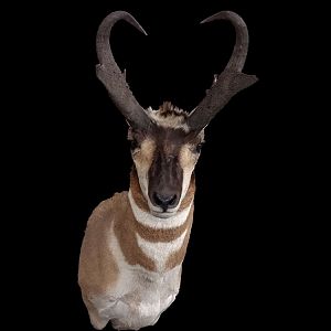 Pronghorn Shoulder Mount Taxidermy