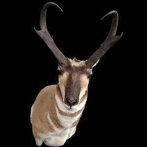 Pronghorn Shoulder Mount Taxidermy