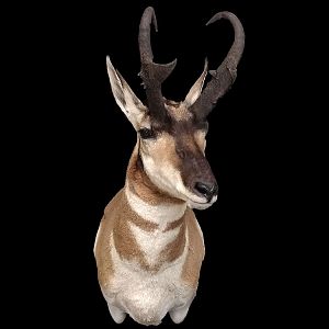 Pronghorn Shoulder Mount Taxidermy