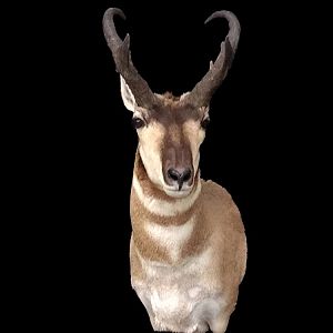 Pronghorn Shoulder Mount Taxidermy