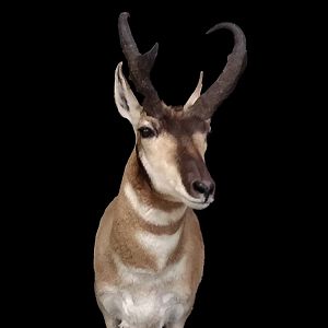 Pronghorn Shoulder Mount Taxidermy