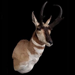 Pronghorn Shoulder Mount Taxidermy