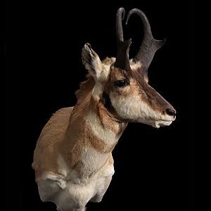 Pronghorn Shoulder Mount Taxidermy