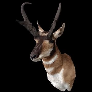 Pronghorn Shoulder Mount Taxidermy