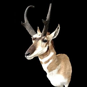 Pronghorn Shoulder Mount Taxidermy