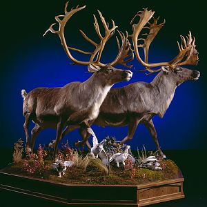 Caribou Full Mount Taxidermy