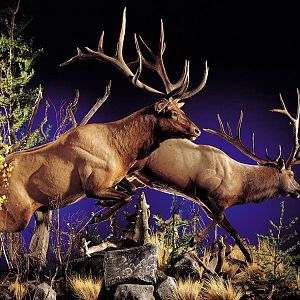 Elk Full Mount Taxidermy