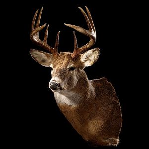 White-tailed Deer Wall Pedestal Mount Taxidermy