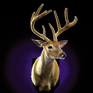 White-tailed Deer Shoulder Mount Taxidermy