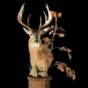 White-tailed Deer Pedestal Mount Taxidermy