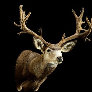 Mule Deer Shoulder Mount Taxidermy