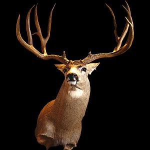 Mule Deer Shoulder Mount Taxidermy