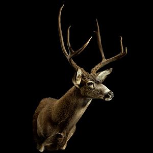 Mule Deer Shoulder Mount Taxidermy