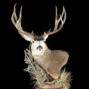 Mule Deer Pedestal Mount Taxidermy