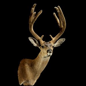 Black-tailed Deer Wall Pedestal Mount Taxidermy