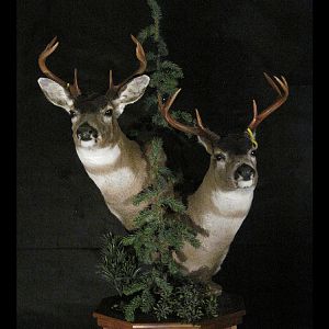 Mule Deer Double Pedestal Mount Taxidermy