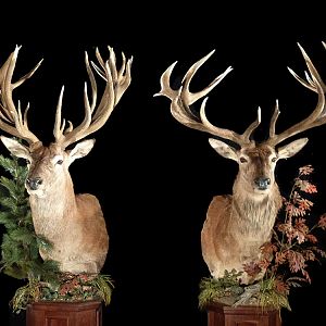 Deer Pedestal Mount Taxidermy