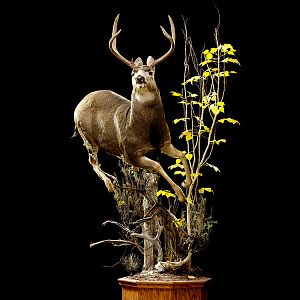 Mule Deer Full Mount Taxidermy