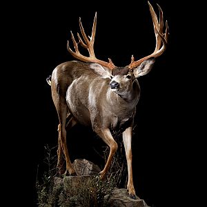 Mule Deer Full Mount Taxidermy