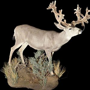 Deer Full Mount Taxidermy