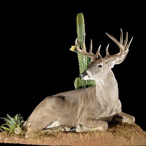 Coues Deer Full Mount Taxidermy