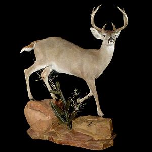 Coues Deer Full Mount Taxidermy