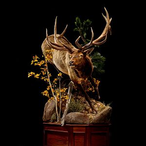 Elk Full Mount Taxidermy